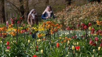 Visitors tiptoe through the tulips in Dutch virus test