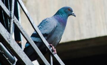 Security Officials Demand Case Against Pigeon Caught Near Pak Border