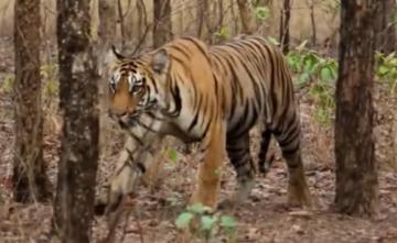 Tigress Found Dead In Madhya Pradesh's Panna Tiger Reserve