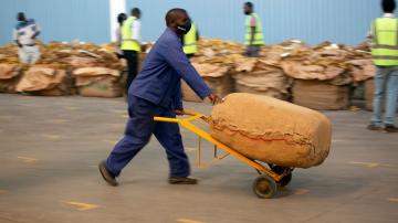 Zimbabwe's tobacco booms, but Black growers complain of debt