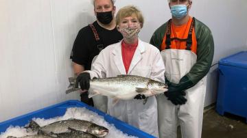 Genetically modified salmon head to US dinner plates