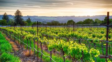 Learn Winemaking While Living in Sonoma & Earning $10K per Month