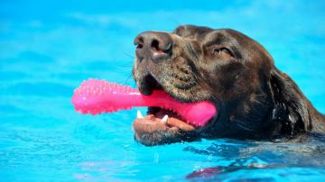 Why Pitbulls Can't Swim, and Other Things to Know Before Taking Your Dog in the Water