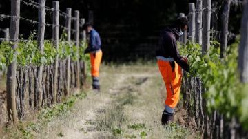 Asylum-seekers help produce Italy's famous Brunello wine