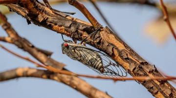 Cicadas Are Land Shrimp, and Other Allergy Cross Reactions You Should Know About