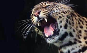 Leopard Kills 5-Year-Old Girl At Brother's Birthday Party Near Srinagar