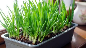 Why You Should Plant Your Windowsill Scallions Instead of Leaving Them in Water