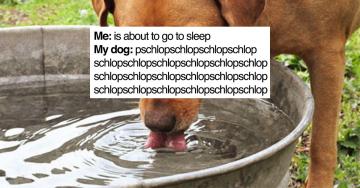 Dog owners can seriously relate to these K9 memes (30 Photos)