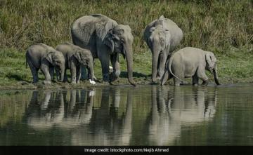 Assam 2nd State In Country To Have 7 National Parks After Madhya Pradesh