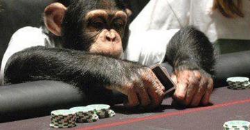 Scientists taught monkeys about money so they gambled and bought prostitutes