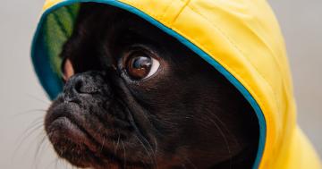 4 Essential Hurricane Safety Tips for Pet Owners