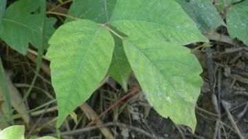 How to Really Recognize Poison Ivy, Beyond 'Leaves of Three, Let It Be'