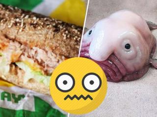 Subway is getting ROASTED after a study found no tuna in their tuna (28 Photos)