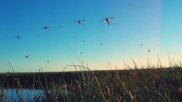 These Are the Only Two Ways to Actually Keep Mosquitoes Away