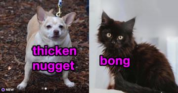 Pets up for adoption have some seriously bizarre names