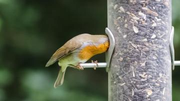 How and When to Clean Your (Probably) Disgusting Bird Feeder