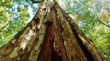 How to Spot a Rotting Tree Before the Next Storm