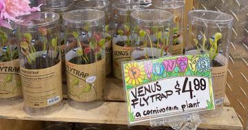 Ahem . . . Trader Joe's Is Selling Venus Flytraps, and They Cost Just $5