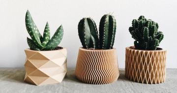 From Wooden to Ceramic, Here Are the 16 Best Pots for Succulents