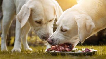 Why You Shouldn't Feed Your Dog Raw Meat