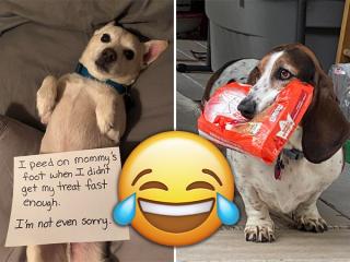 These pets have brought SHAME upon their households!! (32 Photos)