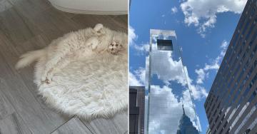 These people, pets, and objects have a way of blending into the background (22 Photos)