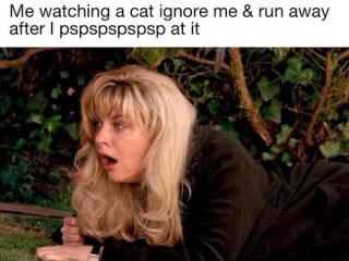 Cat memes do whatever the HECK they want! (33 Photos)
