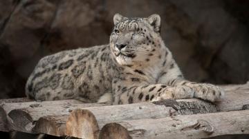 Unvaccinated snow leopard at San Diego Zoo catches COVID-19