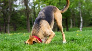 6 of the Weirdest Dog Behaviors (and Why They Do It)