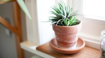 No, You Don't Have to Pre-Soak Terra Cotta Pots