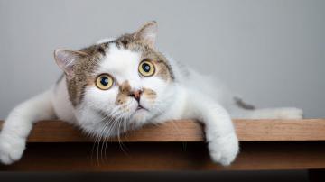 6 of the Most Bizarre Cat Behaviors (and Why They Do Them)