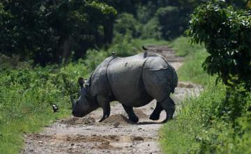 Assam Businessman Named In Rhino Horn Trade Cases Surrenders