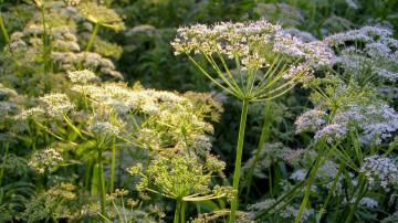 How to Tell the Difference Between Poison Hemlock and a Harmless Flower, as the Invasive Species Spreads