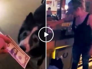 The hardest working dog bartender in America deserves all the treats (Video)