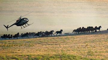 Wild horse roundups ramping up as drought grips the US West