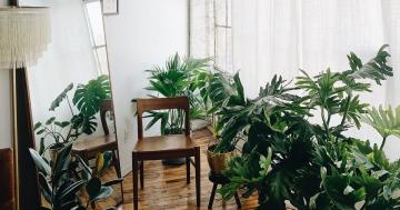 I Have 17 Plants at Home, and They're All Healthy and Growing - Here Are My Secrets