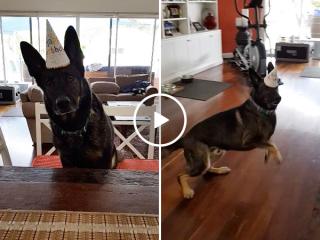 It’s his 6th birthday and he’s ready to raise to woof (Video)