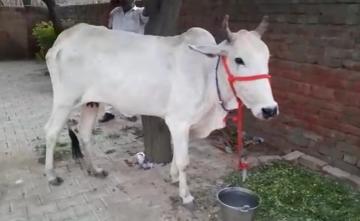"Cow Protection Should Be Fundamental Right": Allahabad High Court Order