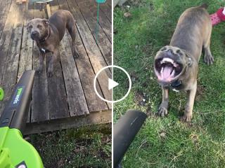 Dog has had enough of the damn leaf blower (Video)