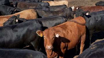 Cattle producers have a beef with 35-year marketing campaign