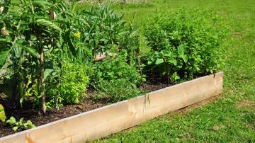 Why Raised Garden Beds Aren't All They're Cracked Up to Be