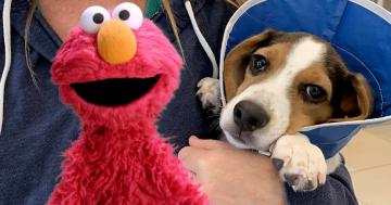 This Video of Elmo Helping a Family Rescue a Dog Is the Human Version of a Belly Rub
