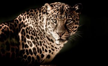 Leopard Kills 8-Year-Old Girl In Uttarakhand's Pithoragarh