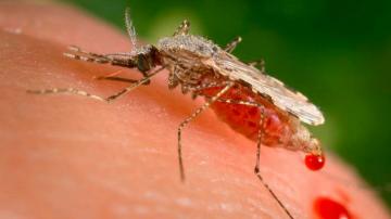 Researchers detect malaria resistant to key drug in Africa