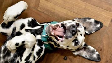 How to Keep Your Dog's Teeth Clean and Avoid Expensive Dental Procedures