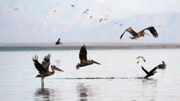 US to resume enforcement of unlawful bird deaths by industry