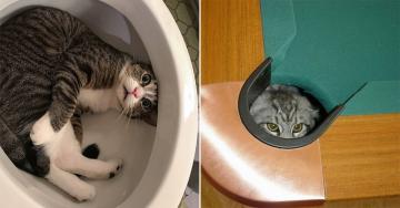 Cats in weird places are hilariously head-scratching (30 Photos)