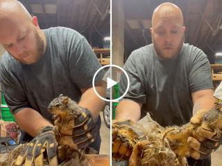 Guy attempting to save a tangled squirrel gets in too deep (Video)