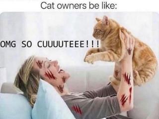 These memes are the cats pajamas! (35 Photos)