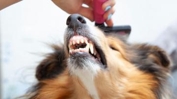 How to Groom Your Dog at Home Without Traumatizing Them